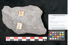Foto (Objekt + Etikett) von Neuropteris sp.  (NHMW-GEO-2024-0188-10700)